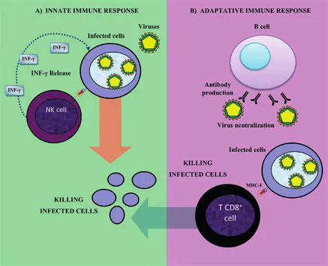 Activating the immune response