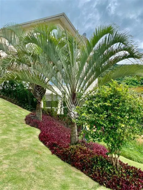 Altura do Jardim Triangular