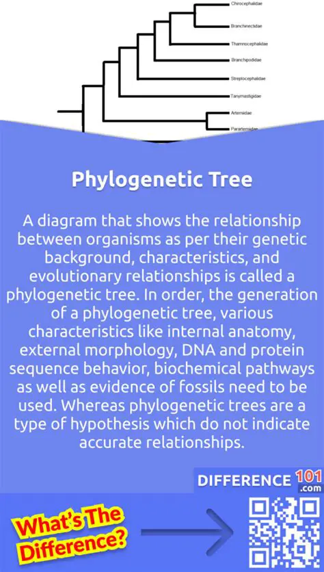 Analyze phylogenetic trees