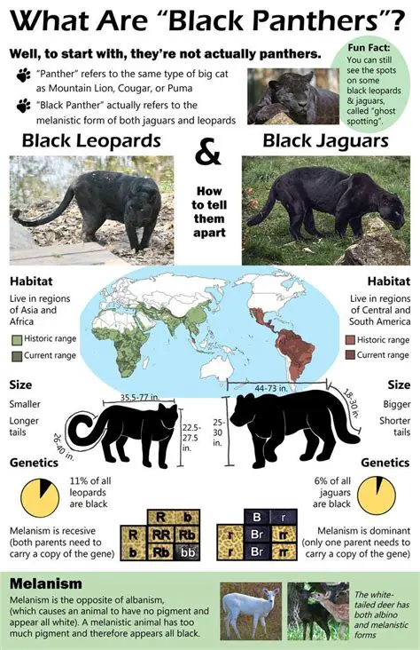 Applying the Fitness Rule to the Panther Population