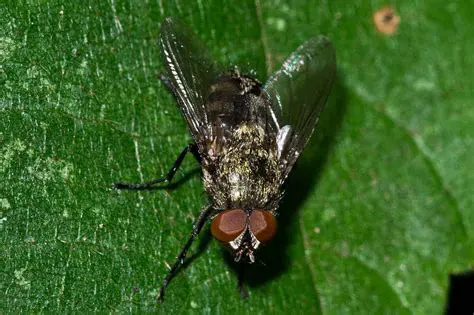 Aspect of Fly Biology that can be Better Understood