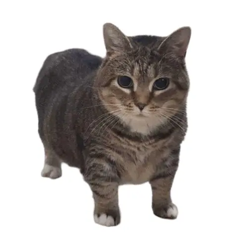 Benefits of Oiia Oiia Function