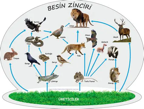 Besin Zincirleri ve Ekosistemler
