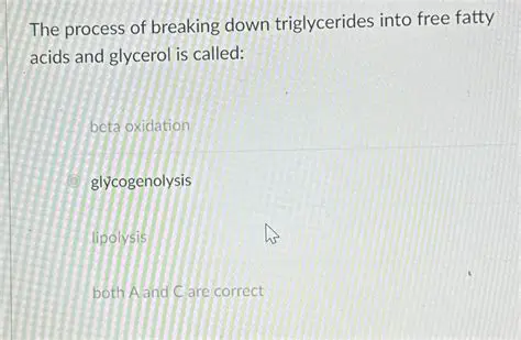 Breaking down triglycerides
