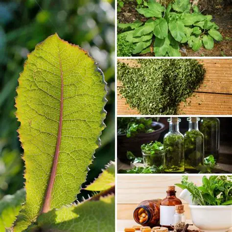 Unveiling the Sweet Secrets of Brownhonney: A Deep Dive into Its Origins, Benefits, and Uses