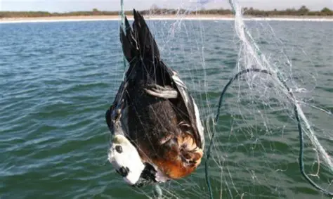 Bycatch of endangered species