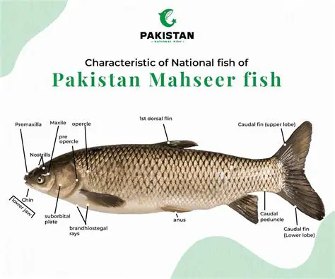 Characteristics of the Mahseer