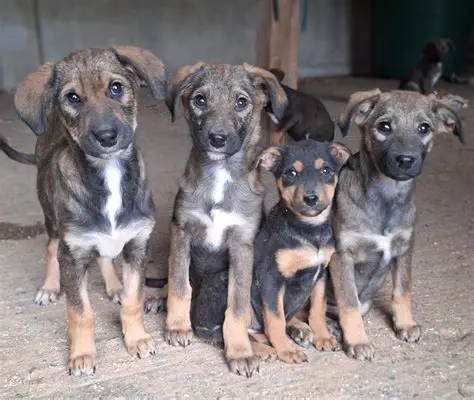 Чемпиондор Лигасы: Футболдун Эң Престиждүү Мелдешине Толук Сереп