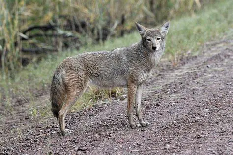 Coyote: Unveiling the Secrets of North America's Adaptable Canine