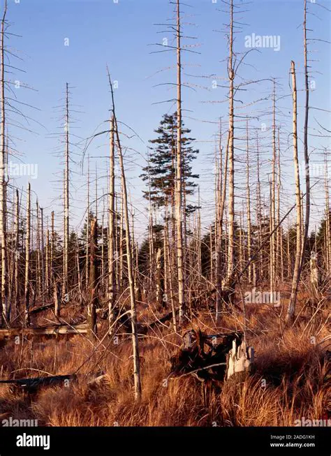 Damaging crops and forests