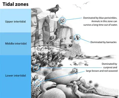 Decomposition in the Littoral Zone