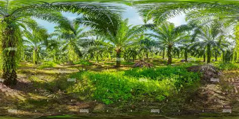 Economic Factors and the Rise of Oil Palm Plantations