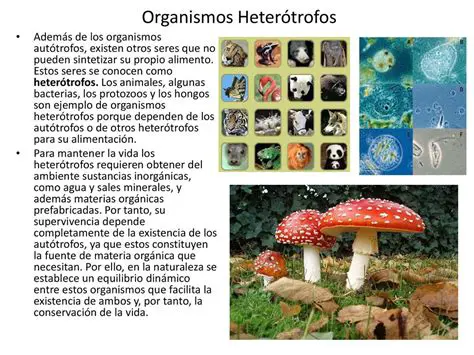 Ejemplos de hongos heterotrofos