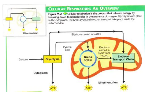 Energy Conversion During Cellular Respiration