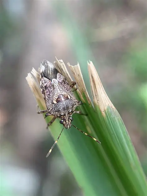 Eocanthecona Furcecellata Wollf