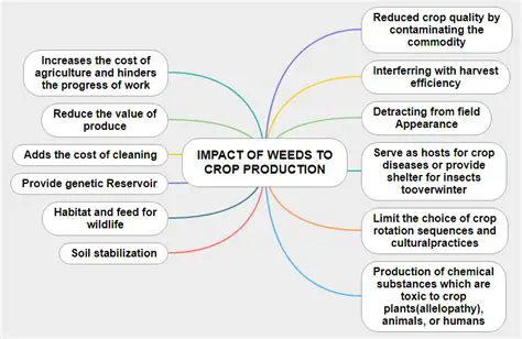 Examining the Impact of Weeds on Up Gogo Rice