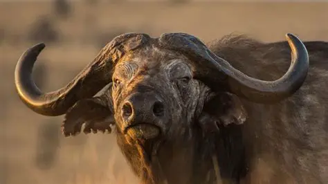 Factors Affecting Lifespan in Wild African Buffaloes