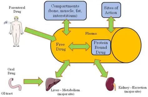Factors that Influence the Distribution of Drugs in the Body