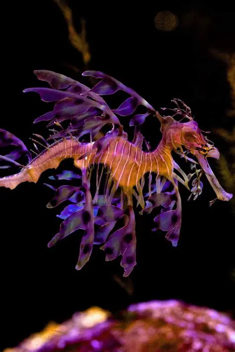 Features of Sea Dragons Aquarium