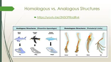 Formation of Homologous Structures