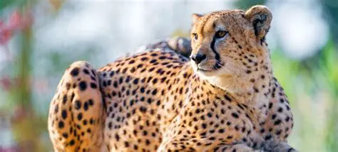 Frequently Asked Questions about Cheetah Population Growth