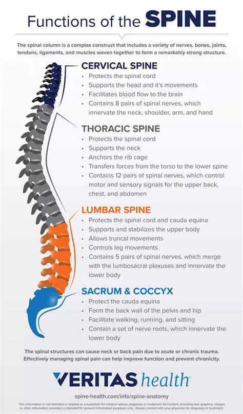 Functions of Spinal Nerves