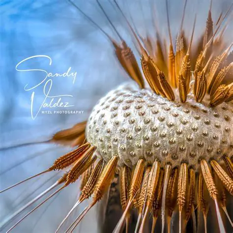 Unveiling the Art of Imokey Foto: Capturing Life's Essence Through the Lens