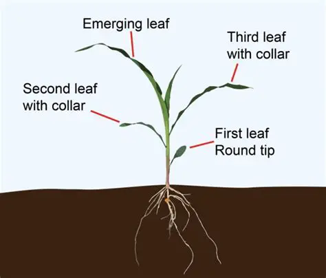 Impact on Corn Plant Growth and Production