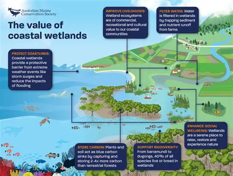 Increase Funding for Coastal Wetland Restoration and Conservation Projects