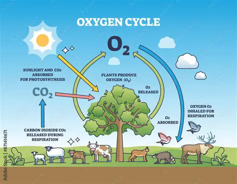 Increased Oxygen Production