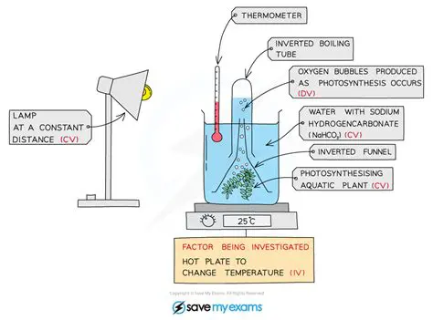 Investigate the effect of temperature on the reaction rate
