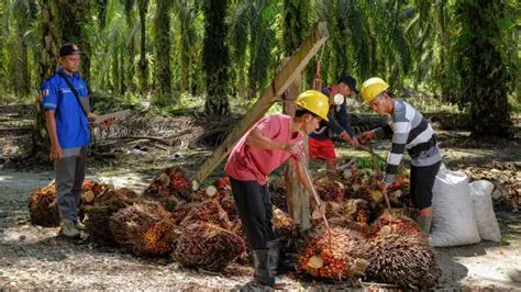 The Vital Role of IPKS PT SIP: Championing Worker Welfare in the Palm Oil Industry