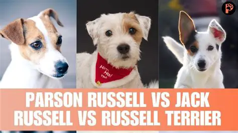 Jack Russell vs. Parson Russell: Understanding the Differences Between These Energetic Terriers