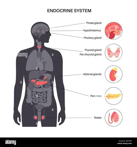 Key Components of the Endocrine System