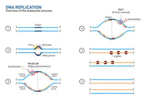 Key Features of DNA Replication
