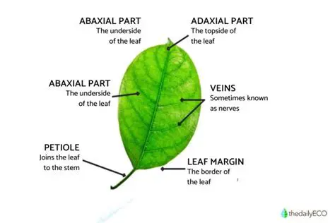 Key Features of Leaf Dialer
