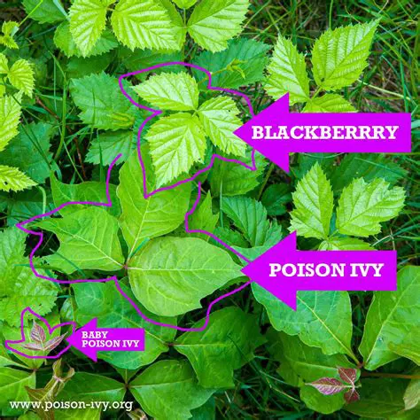 Key Features of Poison Ivy