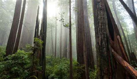 Key Features of Redwood Photo ROES