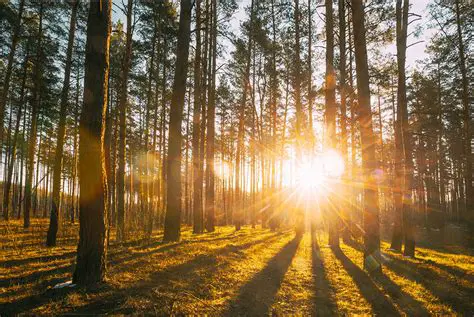 La importancia de la luz solar