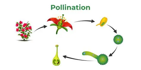 Low frequency of pollination