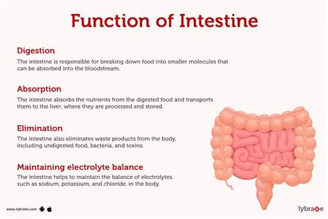 Maintaining healthy digestion and bowel function