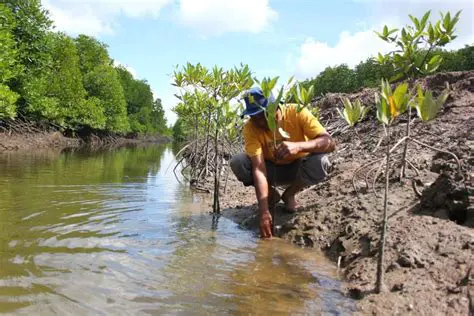 Mangrove Typology in Lubuk Kertang Village