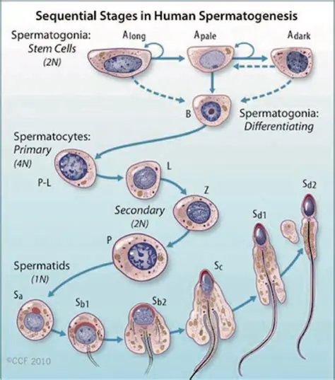 Maturation of the sperm head