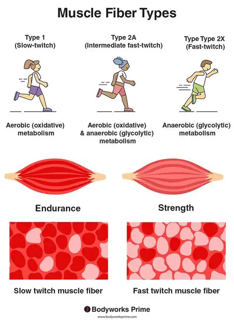 Muscle fibers are the building blocks of muscles