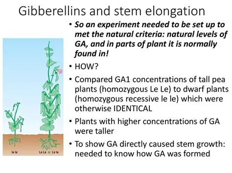 Optimize gibberellin concentration
