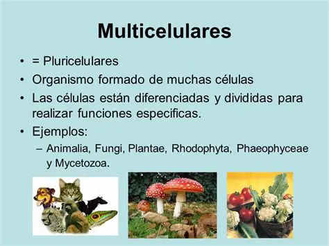 Organismos multicelulares animales