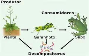 Os Decompositores Bioticos