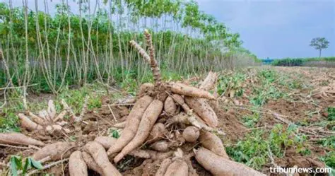 Pengenalan Singkong dan Jarak Karet