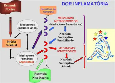 Perguntas e Respostas sobre Nociceptores e Dor