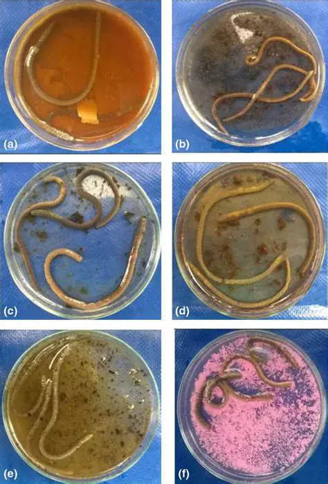Pheretima Posthuma worm test animals